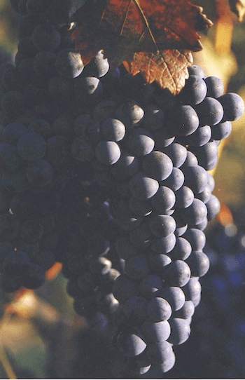 Merlot_2